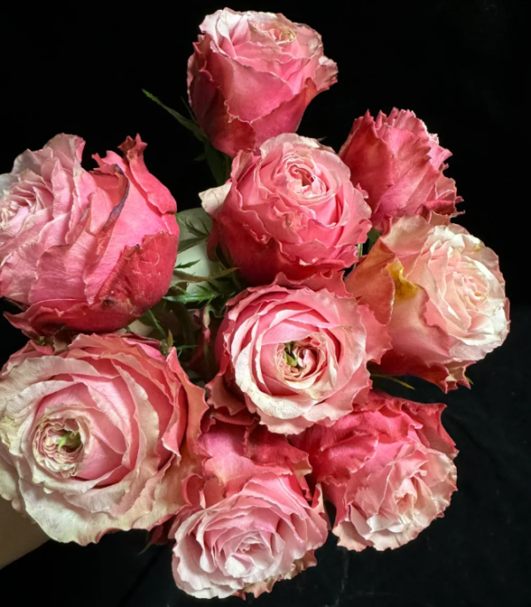 Belize Rose丨Your roses