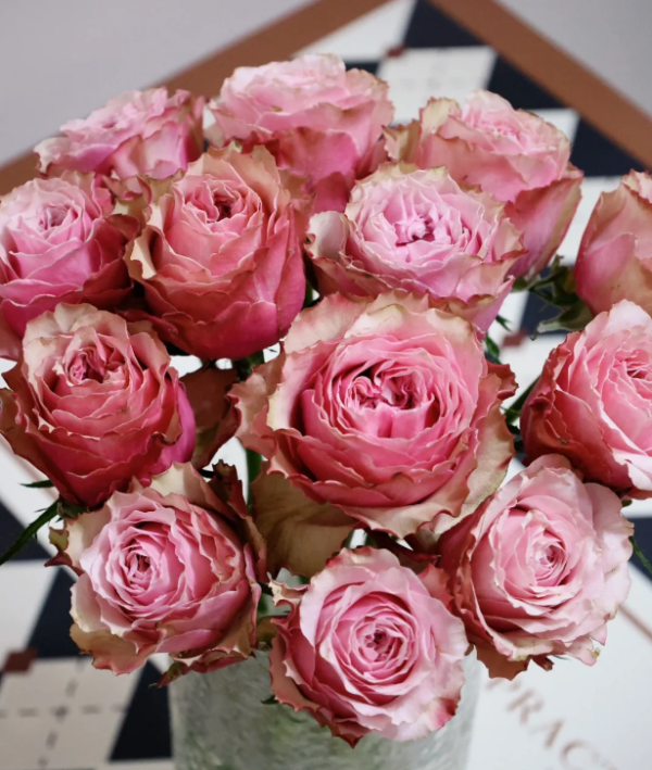 Belize Rose丨Your roses