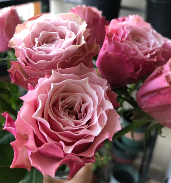 Belize Rose plant丨Your roses