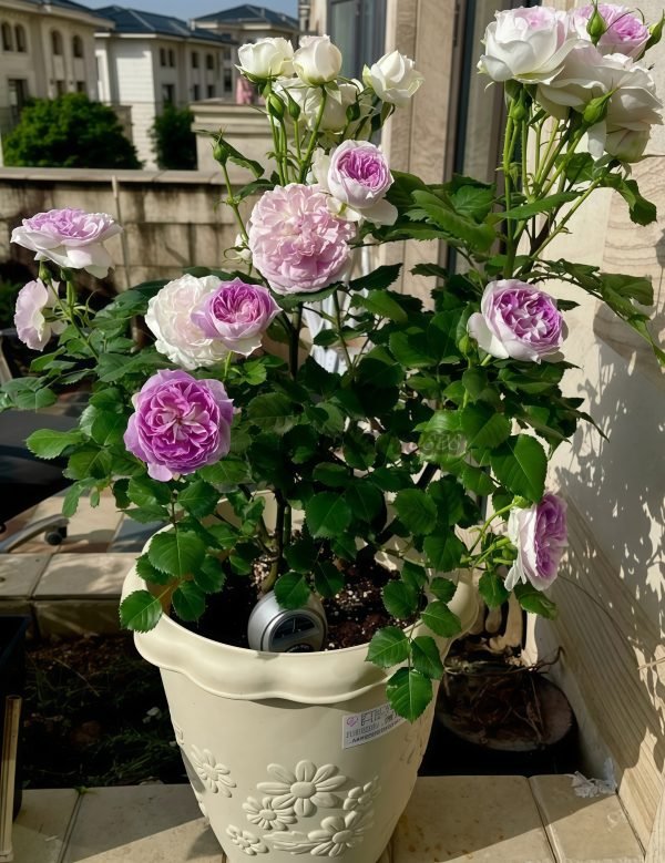 Blue Moon Stone Rose plant丨Your roses