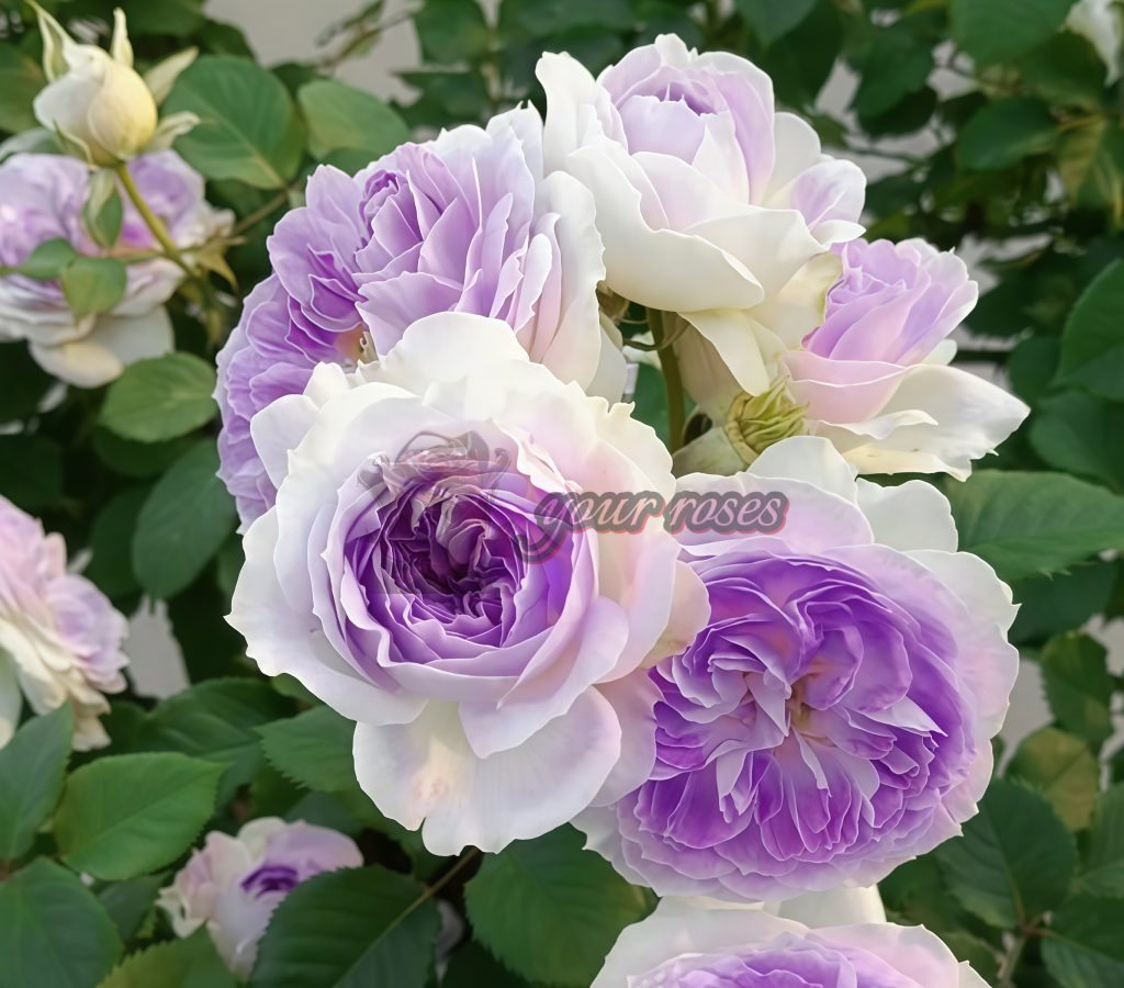 Blue Moon Stone Rose Plant -