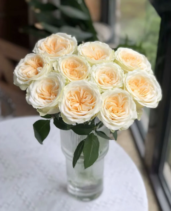 Butter Cup Rose for sale丨Your roses
