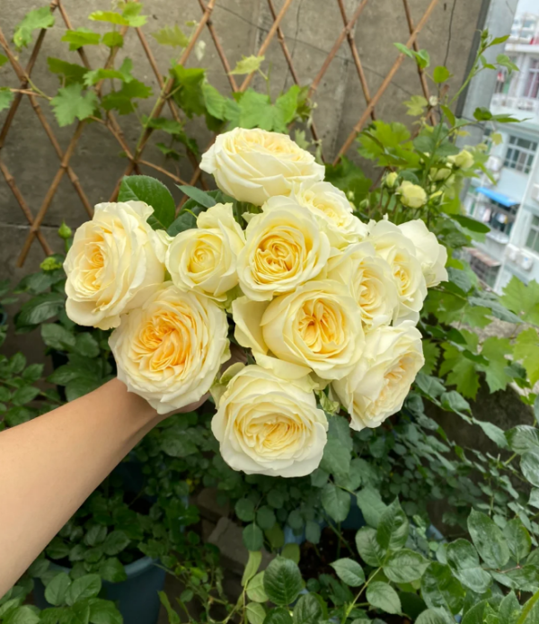 Butter Cup Rose丨Your roses
