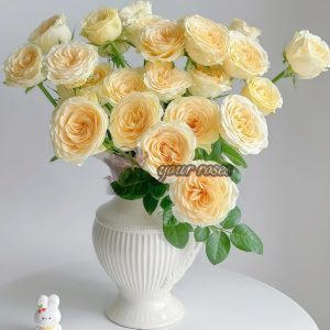 Butter Cup Rose丨Your roses