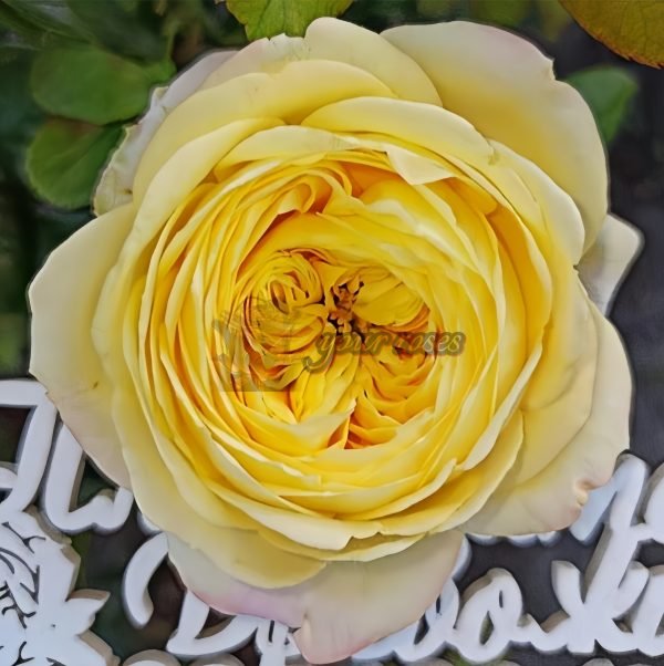 Cassandra Rose丨Your roses