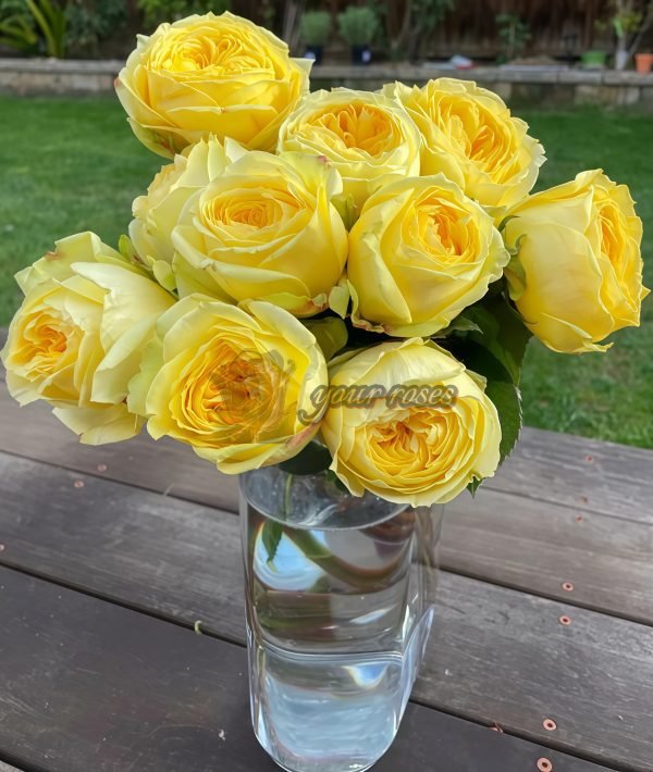 Catalina Rose丨Your roses