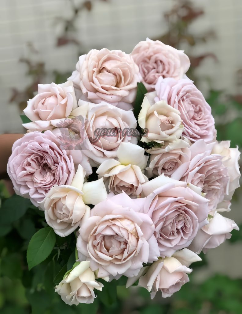 Charity Towa Rose Plant -