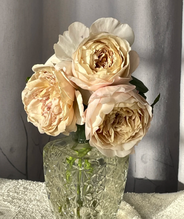 Charlotte Perriand Rose for sale丨Your roses
