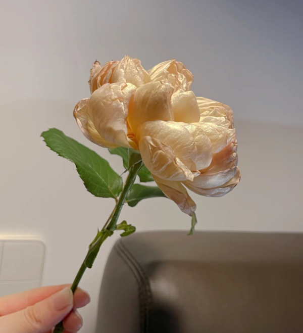 Charlotte Perriand Rose丨Your roses
