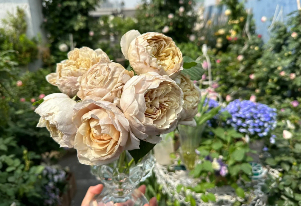 Charlotte Perriand Rose丨Your roses