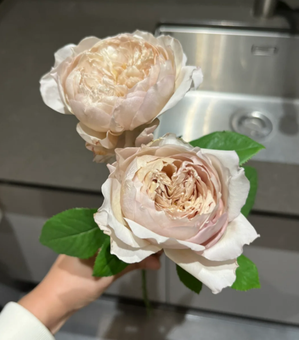 Charlotte Perriand Rose丨Your roses
