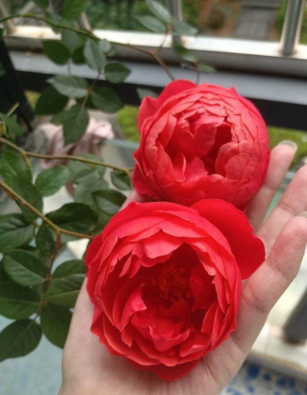 Chiyan Rose for sale丨Your roses