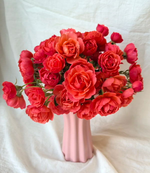 Chiyan Rose Plant丨Your roses
