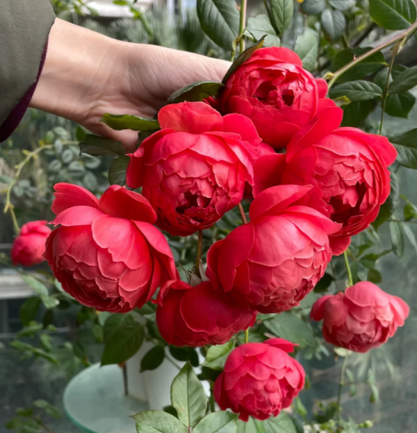 Chiyan Rose丨Your roses