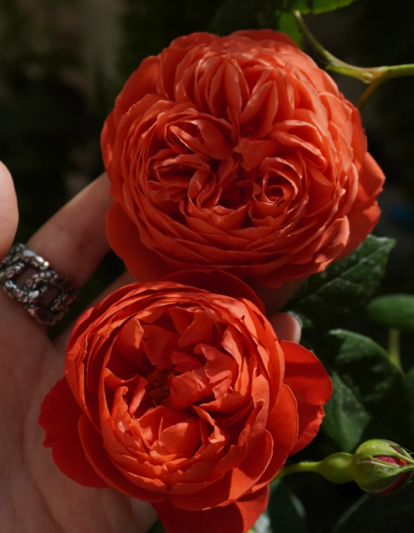 Chiyan Rose丨Your roses