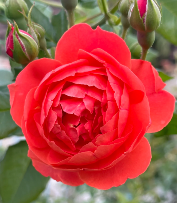 Chiyan Rose丨Your roses
