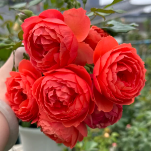 Chiyan Rose丨Your roses