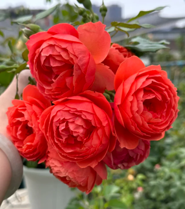 Chiyan Rose丨Your roses