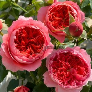 Cinnabar Bowl Rose Zhusha Wan Rose丨Your roses