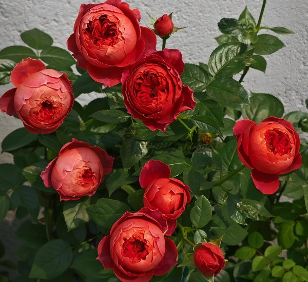 Cinnabar Bowl Rose Zhusha Wan Rose丨Your roses