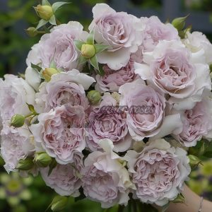 Dew Condensation Rose for sale丨Your roses