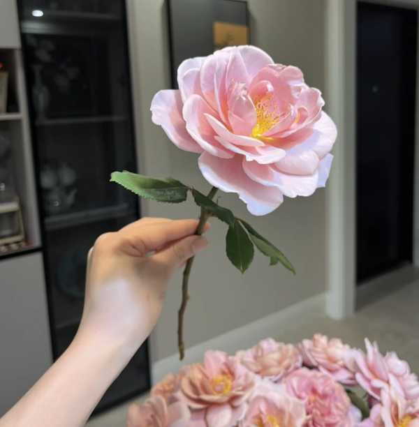 Distant Drums Rose丨Your roses