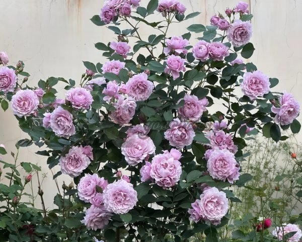 Dreamy Violet Rose丨Your roses