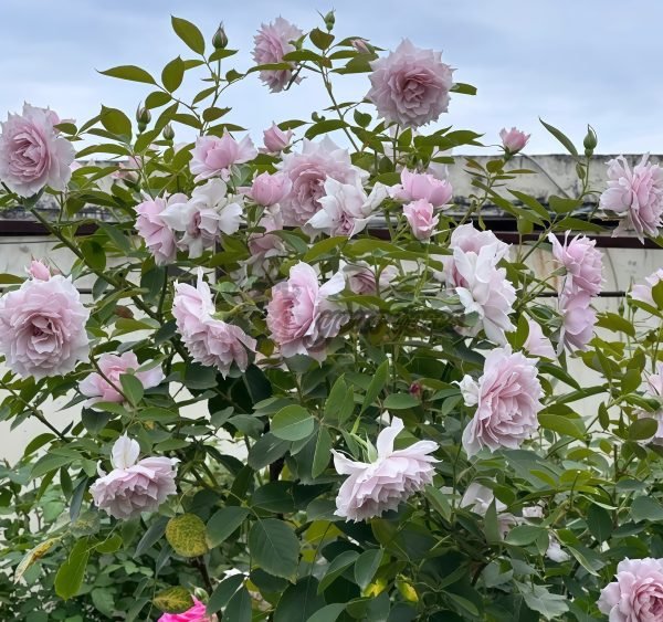 Dreamy Violet Rose plant丨Your roses