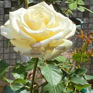 Elina Rose丨Your roses