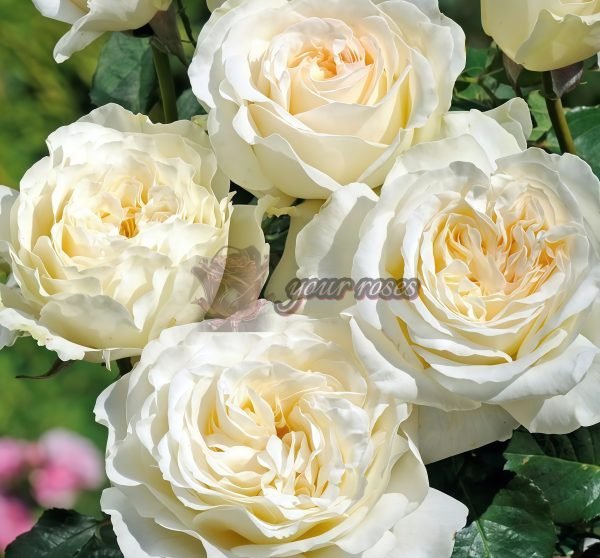 Elina Rose丨Your roses