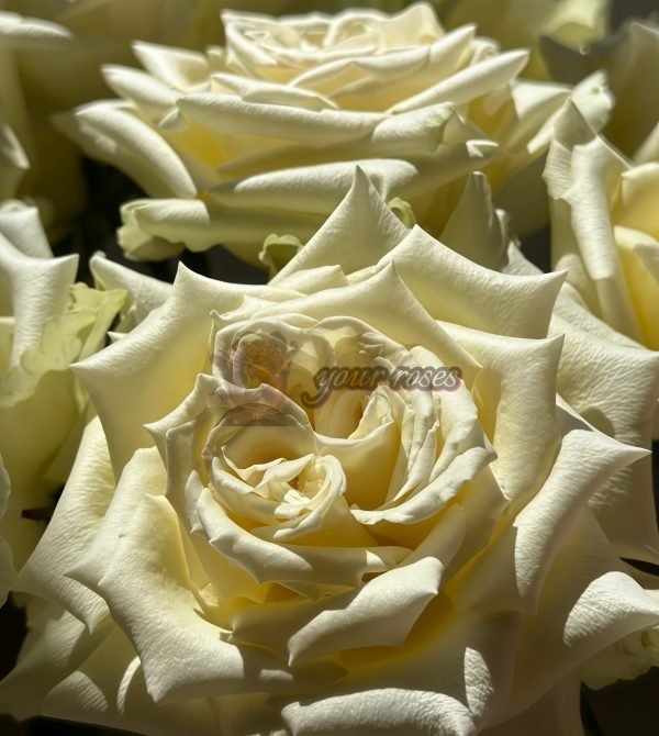 Elina Rose丨Your roses