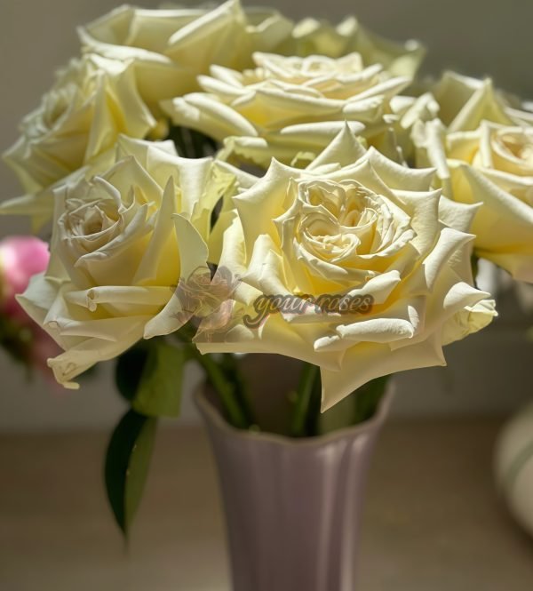 Elina Rose plant丨Your roses