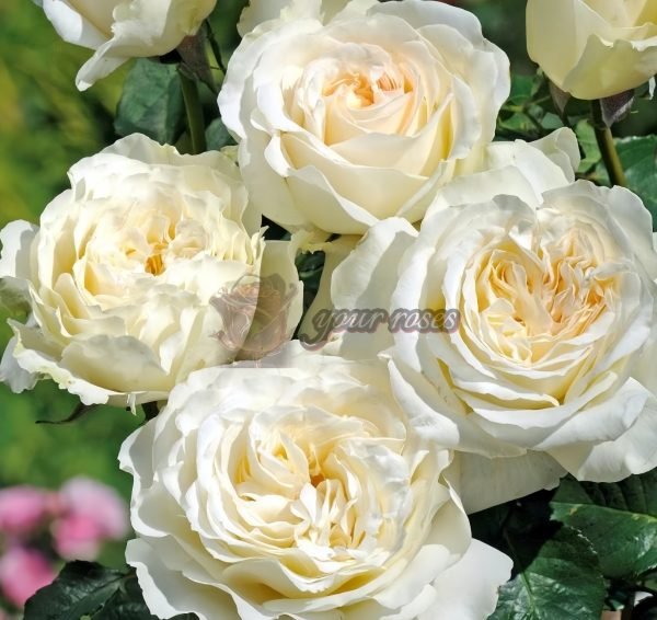 Elina Rose for sale丨Your roses