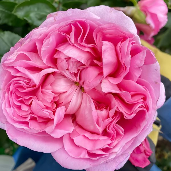 Emily Rose丨Your roses
