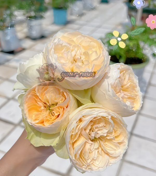 Emma Woodhouse Rose丨Your roses