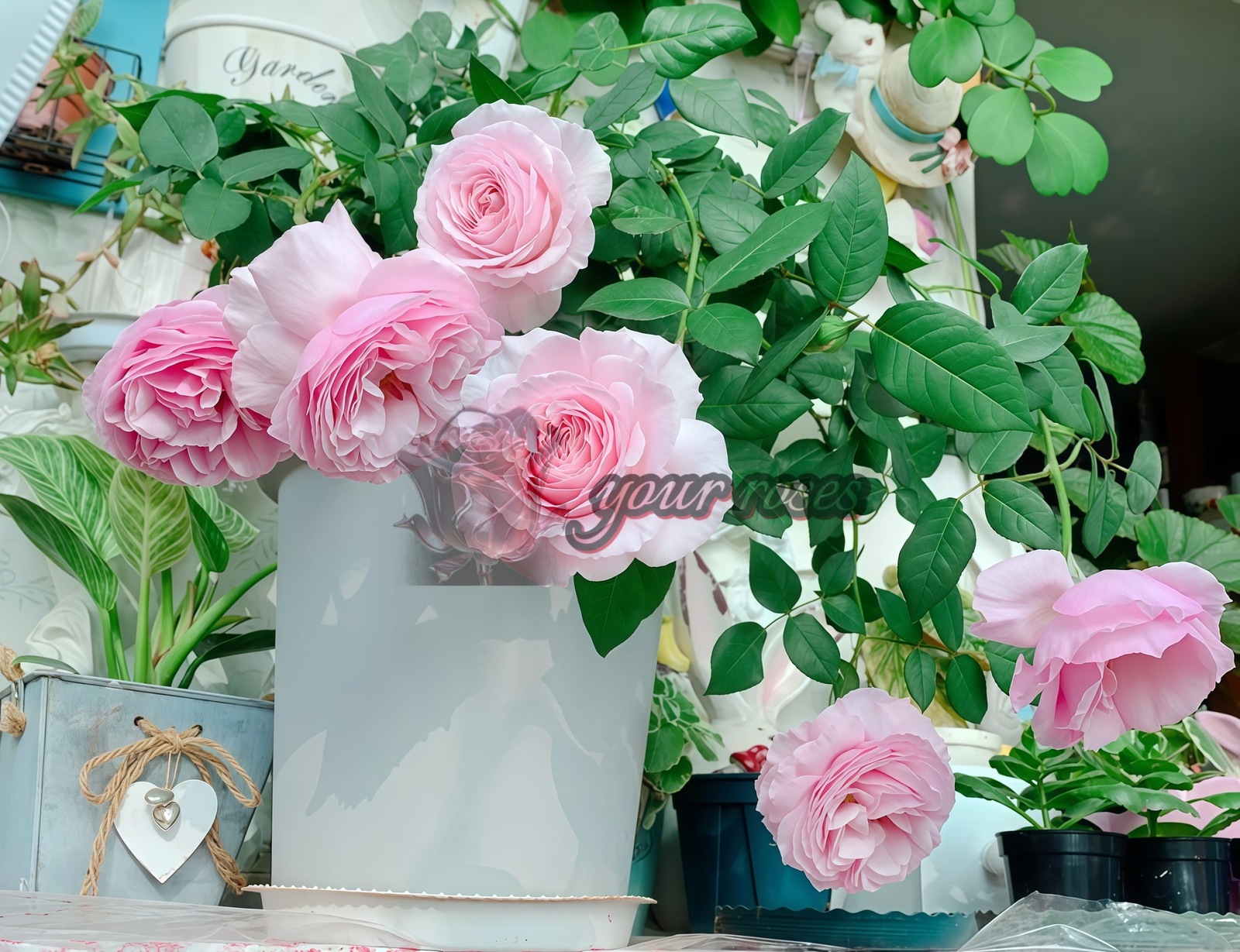 Garden Dreams Rose丨Your roses
