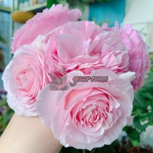 Garden Dreams Rose丨Your roses