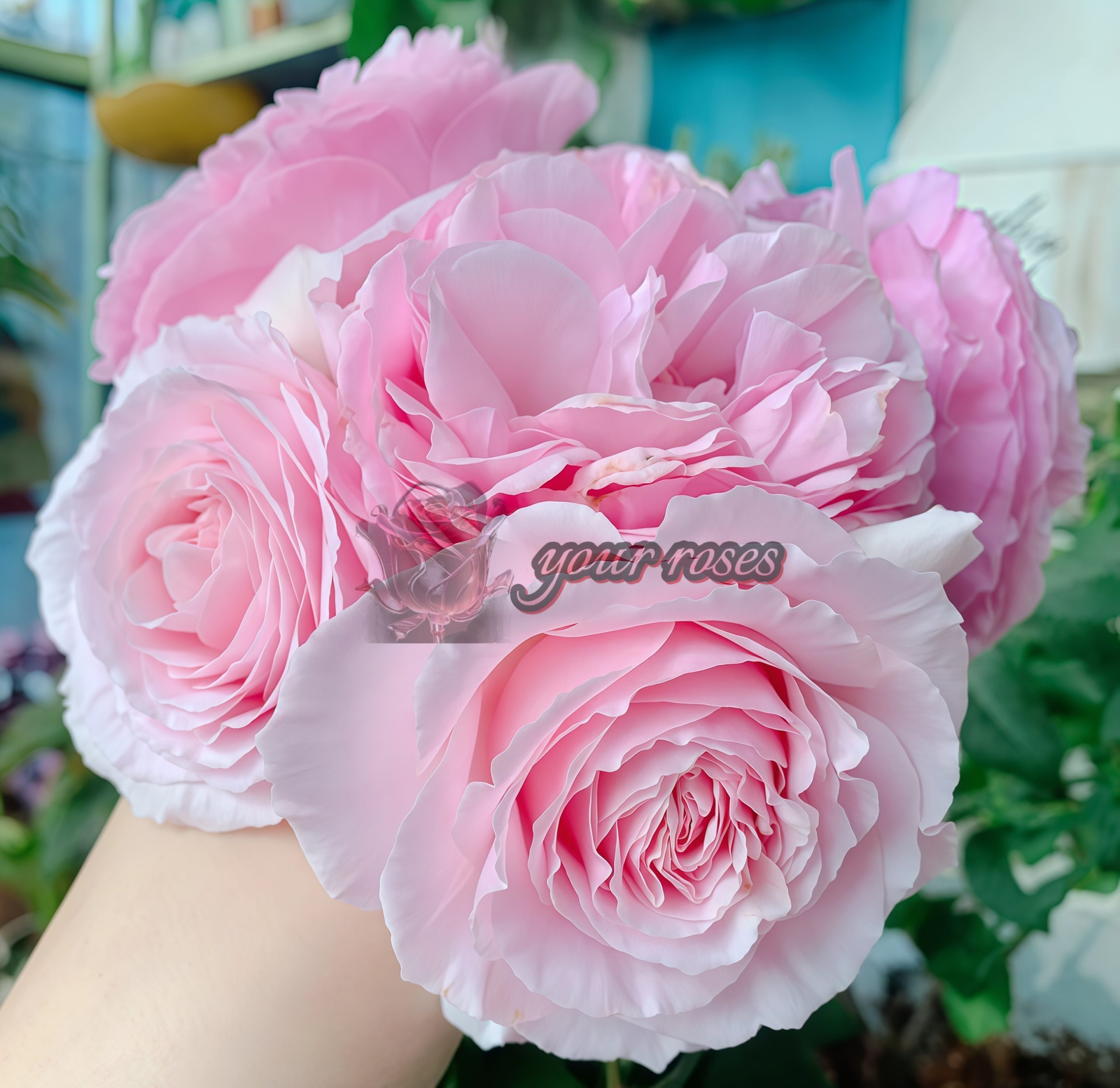 Garden Dreams Rose丨Your roses