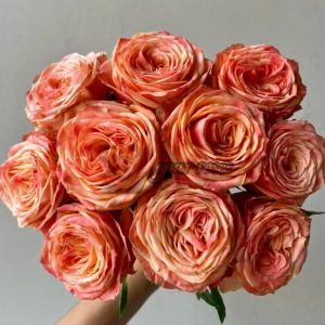 Garden City Rose for sale丨Your roses