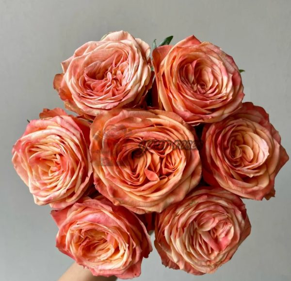 Garden City Rose plant丨Your roses