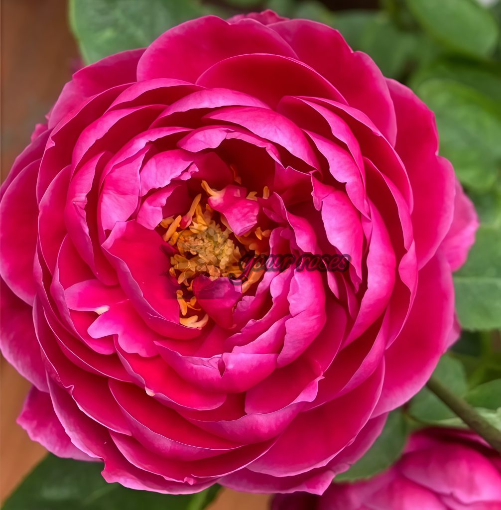 Gartenprinzessin Marie-José Rose KORgehaque Rose Plant -