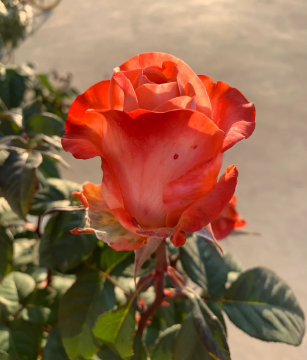Godina Rose丨Your roses