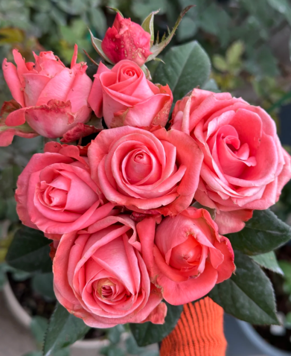 Godina Rose丨Your roses