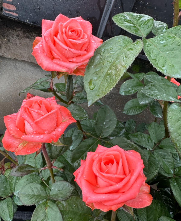 Godina Rose for sale丨Your roses