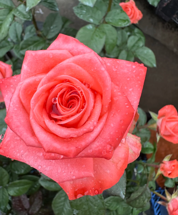 Godina Rose plant丨Your roses