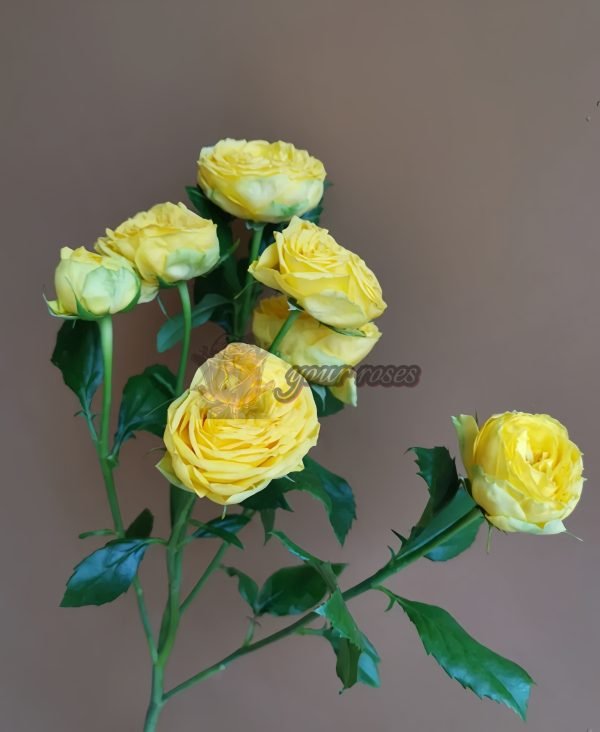 Golden Trendsetter Rose丨Your roses