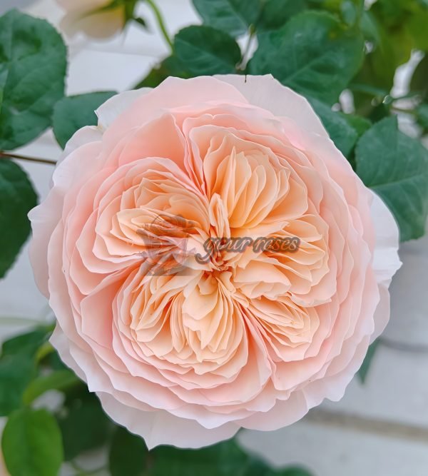 HanXian Rose丨Your roses