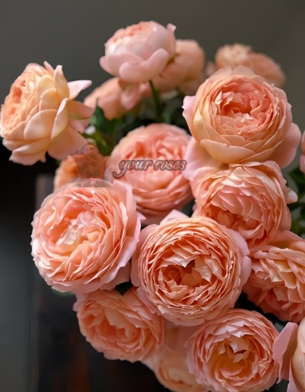 Henry Delbard Rose丨Your roses
