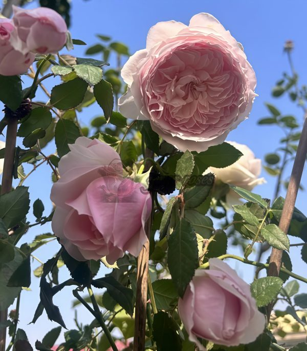 Hiyori Rose plant丨Your roses