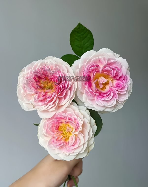 Holiday Island Guernsey Rose丨Your roses
